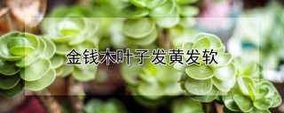 金钱木叶子发黄发软,第1图