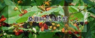 桑葚树怎么修剪,第1图