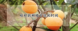 枇杷的种植方法和时间,第1图