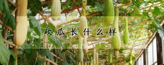 砍瓜长什么样,第1图