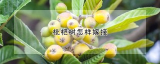 枇杷树怎样嫁接,第1图