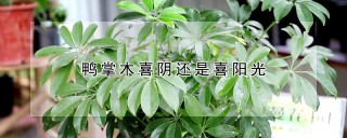 鸭掌木喜阴还是喜阳光,第1图