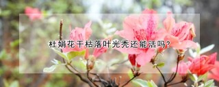 杜娟花干枯落叶光秃还能活吗?,第1图