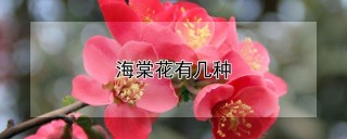 海棠花有几种,第1图