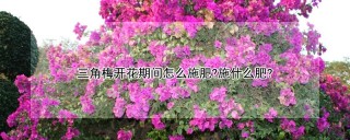 三角梅开花期间怎么施肥?施什么肥?,第1图