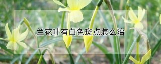 兰花叶有白色斑点怎么治,第1图