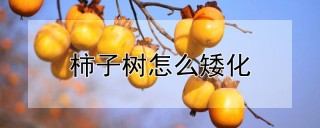 柿子树怎么矮化,第1图