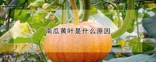 南瓜黄叶是什么原因,第1图