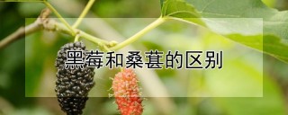 黑莓和桑葚的区别,第1图