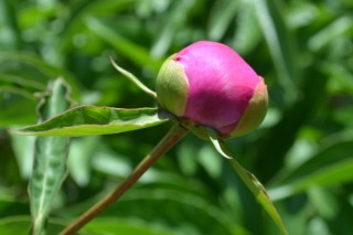 芍药花冬天能栽吗,第2图