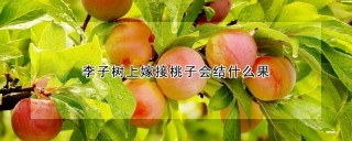 李子树上嫁接桃子会结什么果,第1图