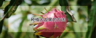 种植火龙果的方法,第1图