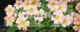 酢浆草能耐零下几度,第1图