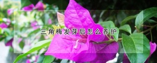 三角梅发芽后怎么养护,第1图