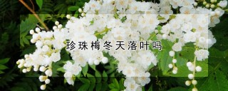 珍珠梅冬天落叶吗,第1图