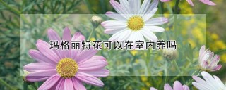 玛格丽特花可以在室内养吗,第1图