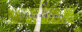 竹子冬天还是绿的吗,第1图