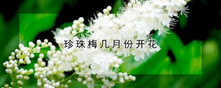 珍珠梅几月份开花,第1图