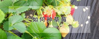 如何种草莓,第1图