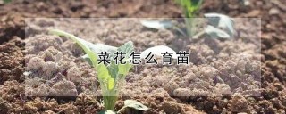 菜花怎么育苗,第1图