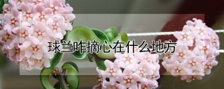 球兰咋摘心在什么地方,第1图