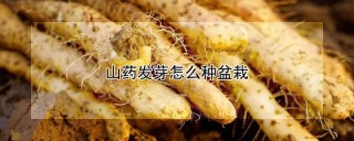 山药发芽怎么种盆栽,第1图