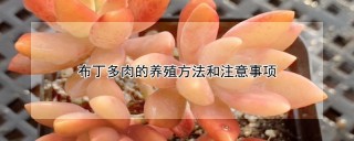 布丁多肉的养殖方法和注意事项,第1图