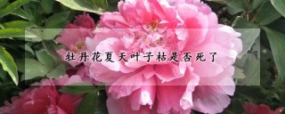 牡丹花夏天叶子枯是否死了,第1图