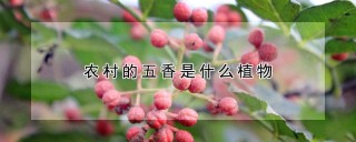 农村的五香是什么植物,第1图