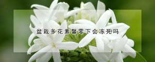 盆栽多花素馨零下会冻死吗,第1图