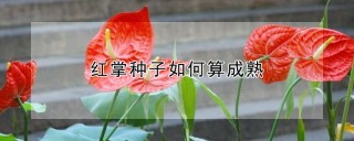 红掌种子如何算成熟,第1图