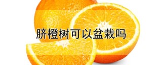 脐橙树可以盆栽吗,第1图