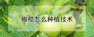 橄榄怎么种植技术,第1图