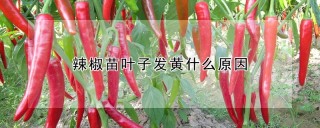 辣椒苗叶子发黄什么原因,第1图