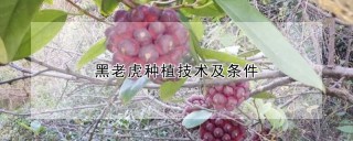 黑老虎种植技术及条件,第1图