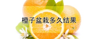 橙子盆栽多久结果,第1图