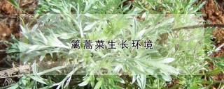 篱蒿菜生长环境,第1图