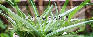 芦荟干尖怎么处理,第1图