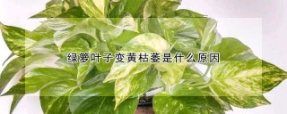 绿箩叶子变黄枯萎是什么原因,第1图