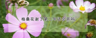 格桑花谢了第二年还会开吗,第1图