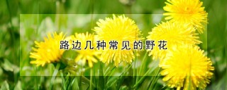 路边几种常见的野花,第1图