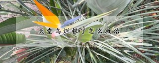 天堂鸟烂根了怎么救治,第1图