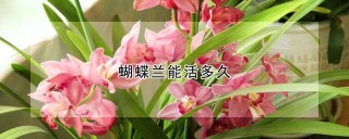 蝴蝶兰能活多久,第1图