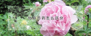 牡丹芍药怎么区分,第1图