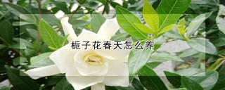 栀子花春天怎么养,第1图