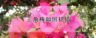 三角梅如何扦插,第1图