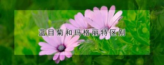 蓝目菊和玛格丽特区别,第1图