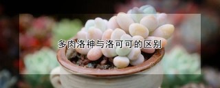 多肉洛神与洛可可的区别,第1图