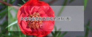 大花马齿苋和太阳花的区别(图),第1图