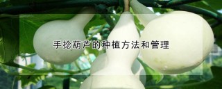 手捻葫芦的种植方法和管理,第1图